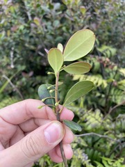 Ilex obcordata