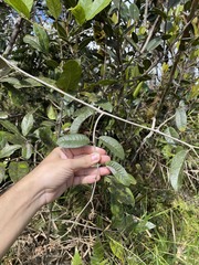 Piptocarpha tetrantha