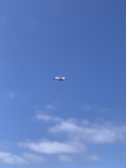 Pelecanus occidentalis