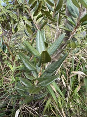 Tabebuia rigida