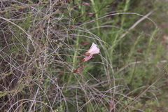 Calystegia macrostegia tenuifolia