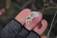 Calystegia macrostegia tenuifolia