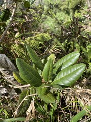 Tabebuia rigida