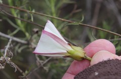 Calystegia macrostegia tenuifolia