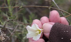 Calystegia macrostegia tenuifolia