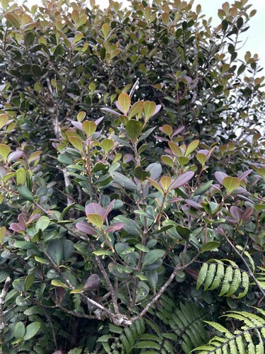 Cleyera albopunctata