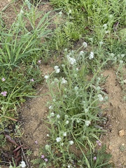 Cryptantha intermedia intermedia