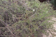 Calystegia macrostegia tenuifolia