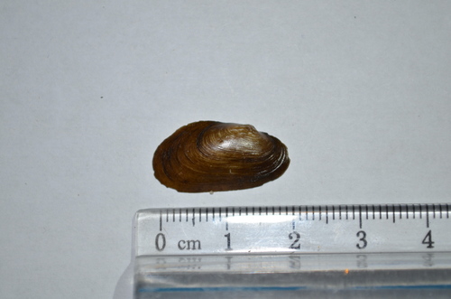 Salamander Mussel