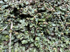 Marchantia chenopoda