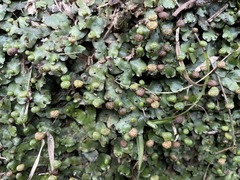 Marchantia chenopoda