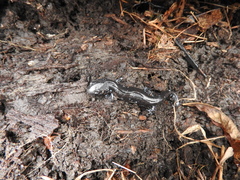 Ambystoma laterale