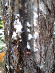 Eriococcus leptospermi