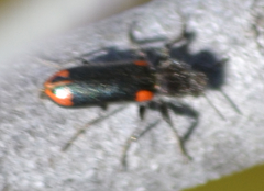 Psoa maculata