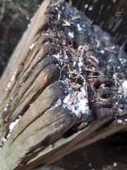 Eriococcus leptospermi