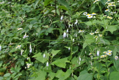 Adenophora capillaris