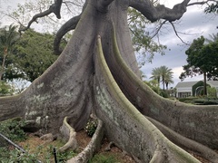 Ficus