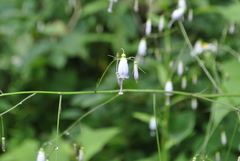 Adenophora capillaris