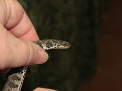 Clonophis kirtlandii