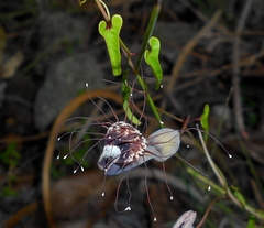 Aristolochia passiflorifolia