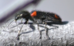 Psoa maculata