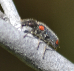 Psoa maculata