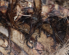 Prochyliza xanthostoma