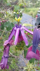 Passiflora umbilicata