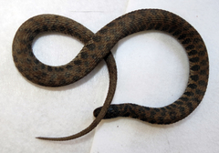 Clonophis kirtlandii