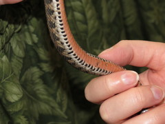 Clonophis kirtlandii