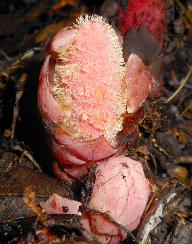John crownose (Scybalium jamaicense)