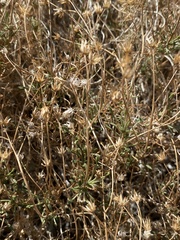 Pleurocoronis pluriseta