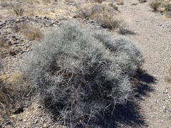 Ephedra funerea