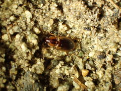 Tanystoma maculicolle