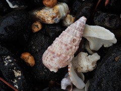 Rhinoclavis sinensis