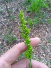 Carex stipata image