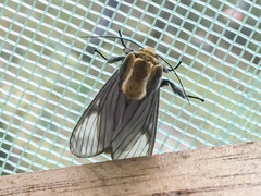 Disconeura