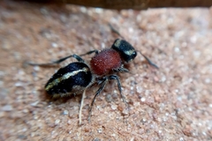 Pseudomethoca gounellei