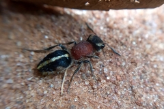 Pseudomethoca gounellei