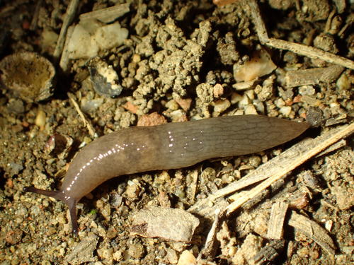 Meadow Slug