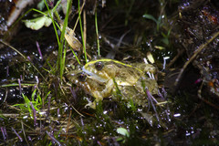 Pseudopaludicola canga