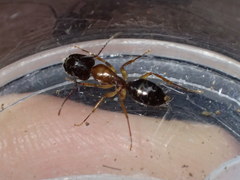 Camponotus clarithorax