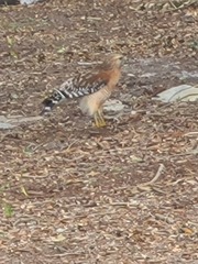 Buteo lineatus