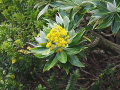 Brachyglottis stewartiae