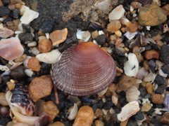 Gafrarium divaricatum