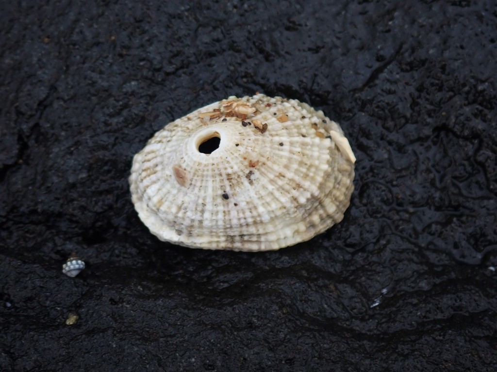 Diodora jukesii