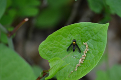 Chrysopilus thoracicus