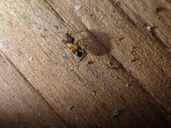 Scolopostethus pacificus