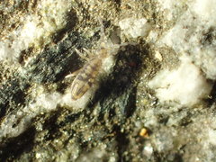 Entomobrya suzannae