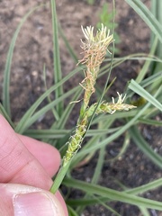 Carex triquetra